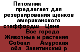 Питомник KURAT GRAD предлагает для резервирования щенков американского стаффордш › Цена ­ 25 000 - Все города Животные и растения » Собаки   . Амурская обл.,Завитинский р-н